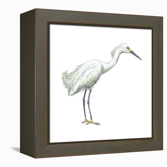 Snowy Egret (Leucophoyx Thula), Birds-Encyclopaedia Britannica-Framed Stretched Canvas