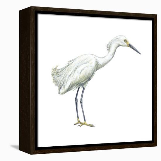 Snowy Egret (Leucophoyx Thula), Birds-Encyclopaedia Britannica-Framed Stretched Canvas