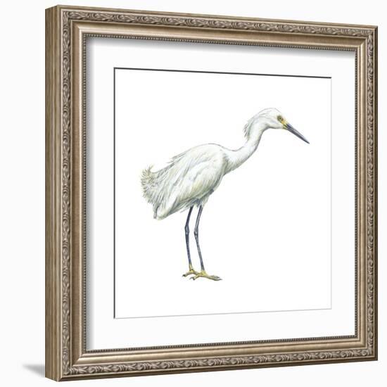 Snowy Egret (Leucophoyx Thula), Birds-Encyclopaedia Britannica-Framed Art Print