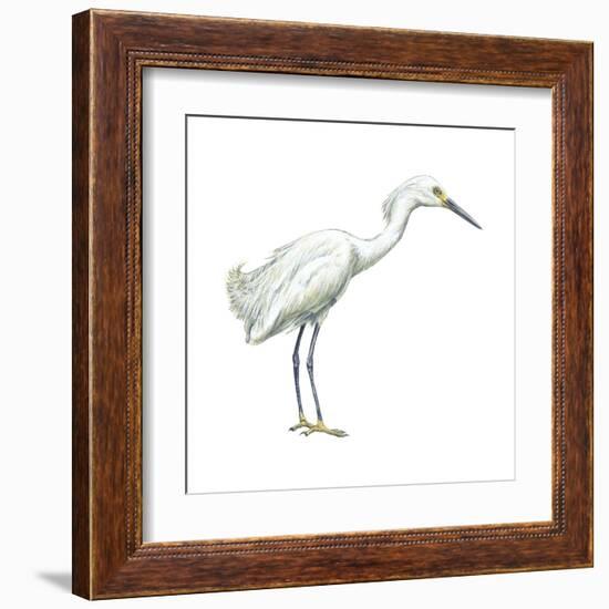 Snowy Egret (Leucophoyx Thula), Birds-Encyclopaedia Britannica-Framed Art Print