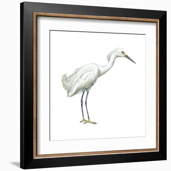 Snowy Egret (Leucophoyx Thula), Birds-Encyclopaedia Britannica-Framed Art Print