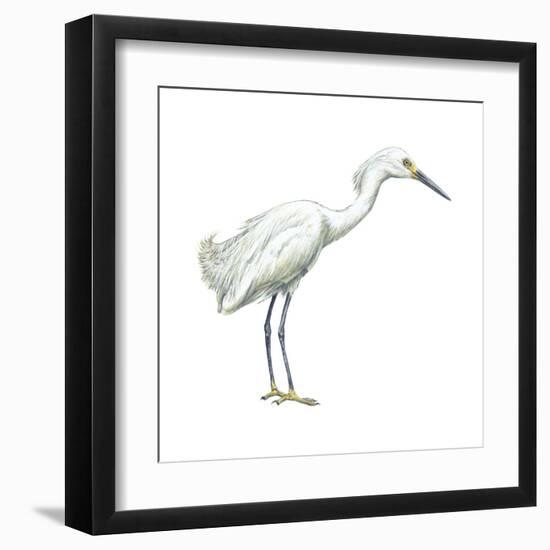 Snowy Egret (Leucophoyx Thula), Birds-Encyclopaedia Britannica-Framed Art Print