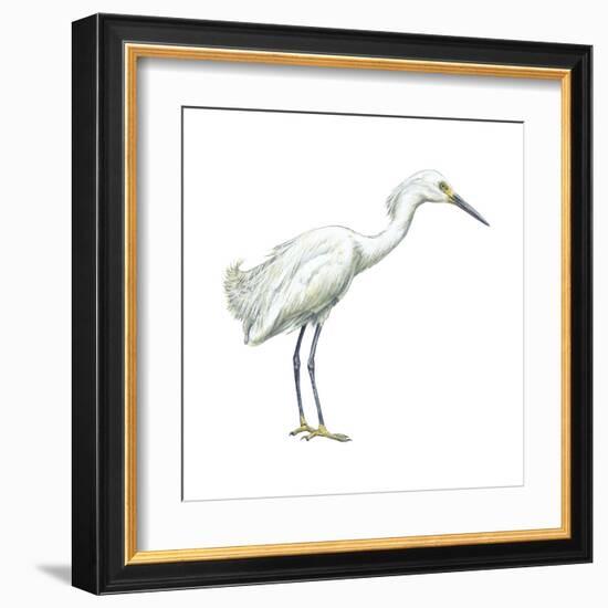 Snowy Egret (Leucophoyx Thula), Birds-Encyclopaedia Britannica-Framed Art Print