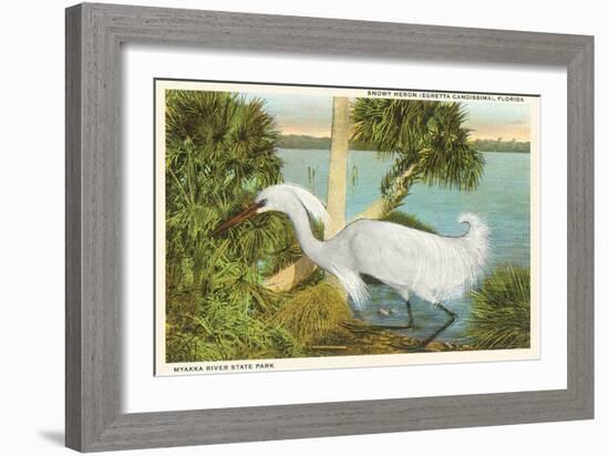 Snowy Egret, Myakka River State Park, Florida-null-Framed Art Print