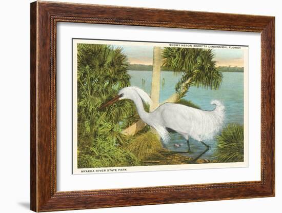 Snowy Egret, Myakka River State Park, Florida-null-Framed Art Print