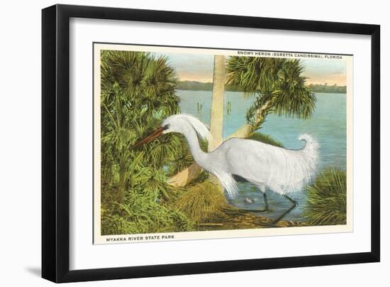 Snowy Egret, Myakka River State Park, Florida-null-Framed Art Print