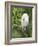 Snowy Egret Perches on Tree Limb Above Nest, St. Augustine, Florida, USA-Arthur Morris-Framed Photographic Print