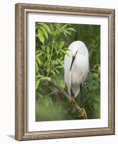 Snowy Egret Perches on Tree Limb Above Nest, St. Augustine, Florida, USA-Arthur Morris-Framed Photographic Print