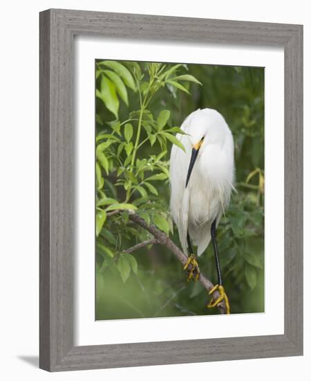 Snowy Egret Perches on Tree Limb Above Nest, St. Augustine, Florida, USA-Arthur Morris-Framed Photographic Print