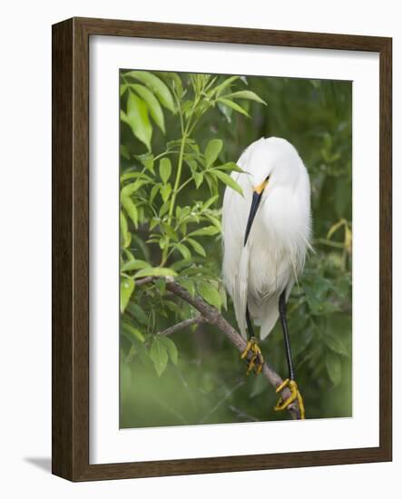 Snowy Egret Perches on Tree Limb Above Nest, St. Augustine, Florida, USA-Arthur Morris-Framed Photographic Print