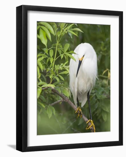 Snowy Egret Perches on Tree Limb Above Nest, St. Augustine, Florida, USA-Arthur Morris-Framed Photographic Print