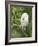 Snowy Egret Perches on Tree Limb Above Nest, St. Augustine, Florida, USA-Arthur Morris-Framed Photographic Print