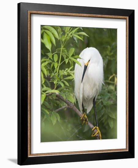 Snowy Egret Perches on Tree Limb Above Nest, St. Augustine, Florida, USA-Arthur Morris-Framed Photographic Print