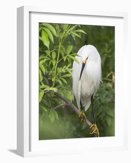 Snowy Egret Perches on Tree Limb Above Nest, St. Augustine, Florida, USA-Arthur Morris-Framed Photographic Print