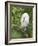 Snowy Egret Perches on Tree Limb Above Nest, St. Augustine, Florida, USA-Arthur Morris-Framed Photographic Print