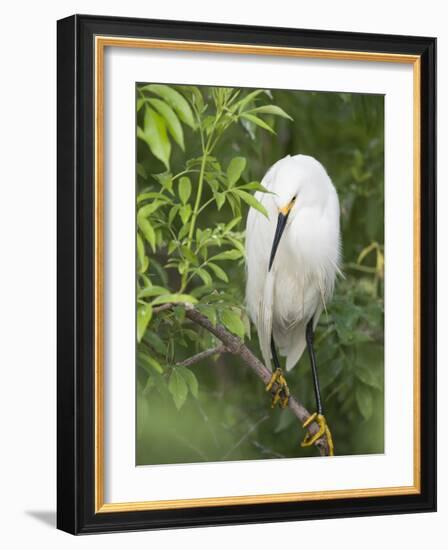 Snowy Egret Perches on Tree Limb Above Nest, St. Augustine, Florida, USA-Arthur Morris-Framed Photographic Print