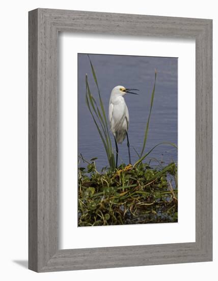 Snowy Egret, Stick Marsh, Florida-Adam Jones-Framed Photographic Print