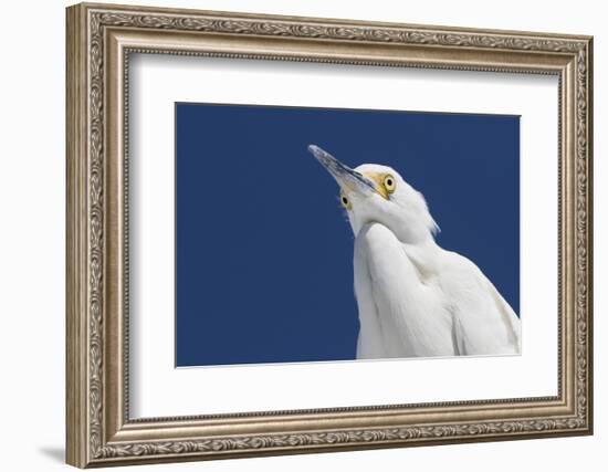 Snowy egret, viewed from below. St. Petersburg, Florida-Lynn M. Stone-Framed Photographic Print