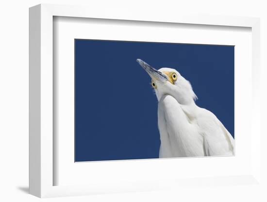 Snowy egret, viewed from below. St. Petersburg, Florida-Lynn M. Stone-Framed Photographic Print