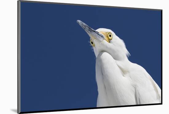 Snowy egret, viewed from below. St. Petersburg, Florida-Lynn M. Stone-Mounted Photographic Print