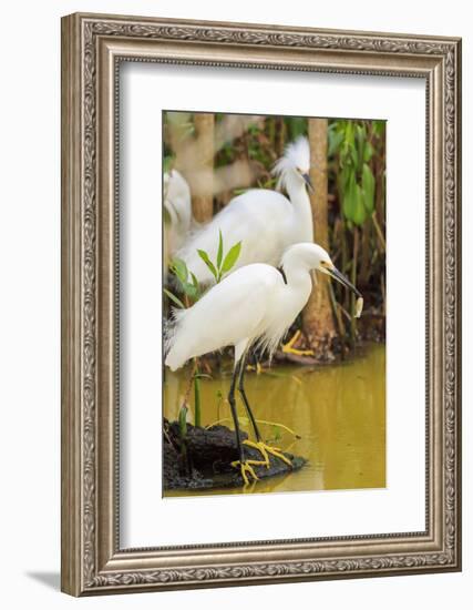 Snowy Egret with fish, Ding Darling National Wildlife Refuge, Sanibel Island, Florida.-William Sutton-Framed Photographic Print
