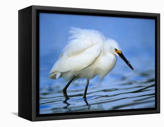 Snowy Egret-Joe McDonald-Framed Premier Image Canvas
