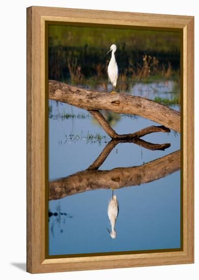 Snowy Egret-Howard Ruby-Framed Premier Image Canvas