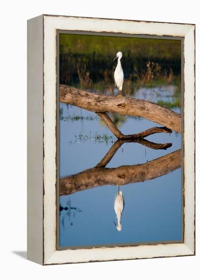 Snowy Egret-Howard Ruby-Framed Premier Image Canvas