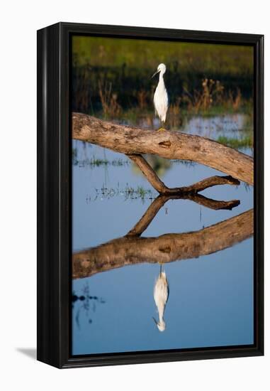 Snowy Egret-Howard Ruby-Framed Premier Image Canvas