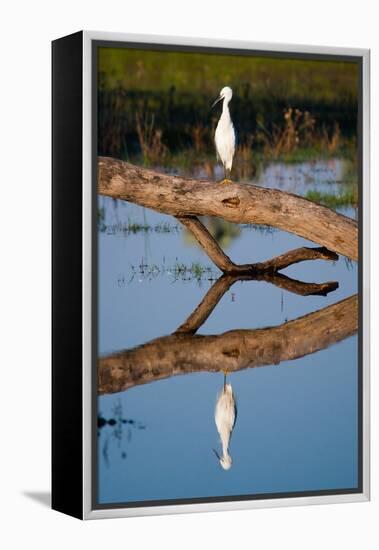 Snowy Egret-Howard Ruby-Framed Premier Image Canvas