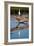 Snowy Egret-Howard Ruby-Framed Photographic Print