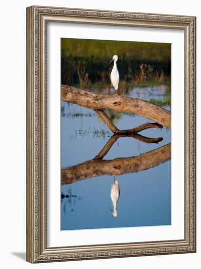 Snowy Egret-Howard Ruby-Framed Photographic Print