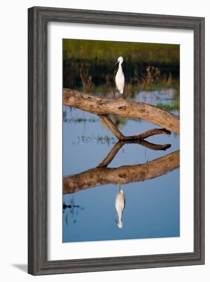 Snowy Egret-Howard Ruby-Framed Photographic Print