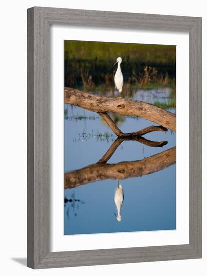 Snowy Egret-Howard Ruby-Framed Photographic Print