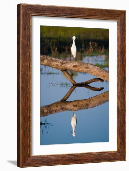 Snowy Egret-Howard Ruby-Framed Photographic Print