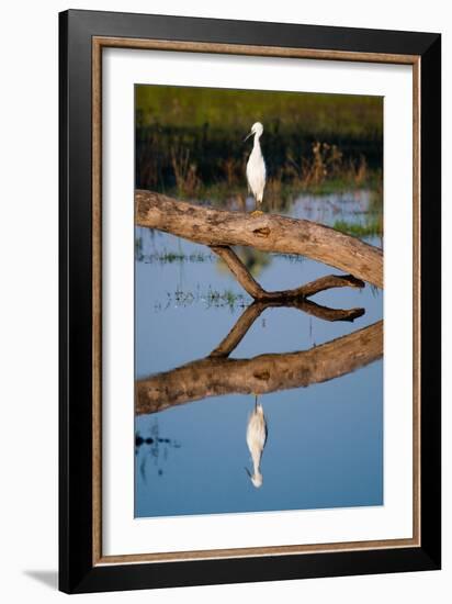 Snowy Egret-Howard Ruby-Framed Photographic Print