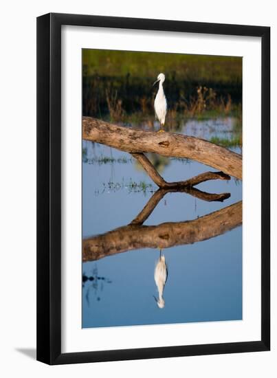 Snowy Egret-Howard Ruby-Framed Photographic Print