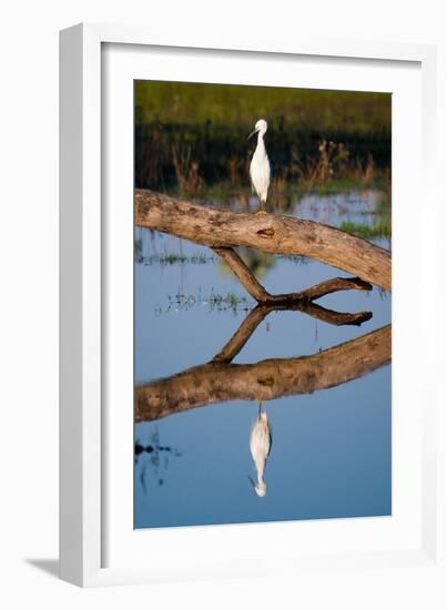 Snowy Egret-Howard Ruby-Framed Photographic Print