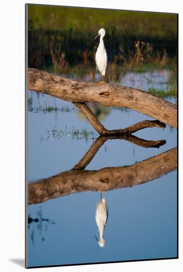 Snowy Egret-Howard Ruby-Mounted Photographic Print