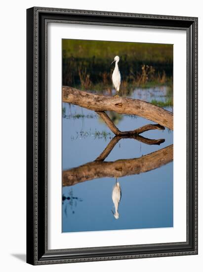 Snowy Egret-Howard Ruby-Framed Photographic Print