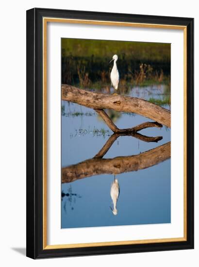 Snowy Egret-Howard Ruby-Framed Photographic Print