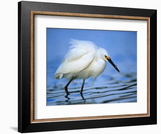 Snowy Egret-Joe McDonald-Framed Photographic Print