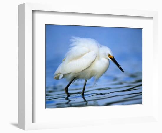 Snowy Egret-Joe McDonald-Framed Photographic Print