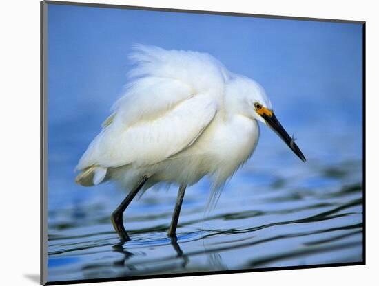 Snowy Egret-Joe McDonald-Mounted Photographic Print