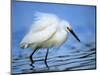 Snowy Egret-Joe McDonald-Mounted Photographic Print