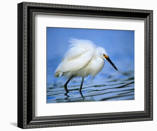 Snowy Egret-Joe McDonald-Framed Photographic Print