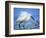 Snowy Egret-Joe McDonald-Framed Photographic Print