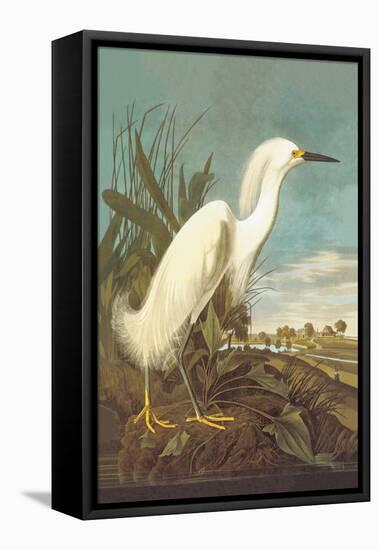 Snowy Egret-John James Audubon-Framed Stretched Canvas