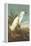 Snowy Egret-John James Audubon-Framed Stretched Canvas