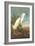 Snowy Egret-John James Audubon-Framed Art Print